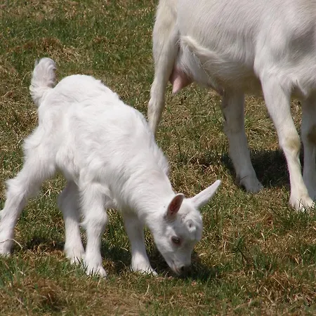 Sloneczna Zagroda - Sunny Ridge Farm Laczna (Walbrzych)