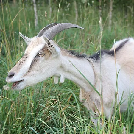 Lantgård Sloneczna Zagroda - Sunny Ridge Farm *