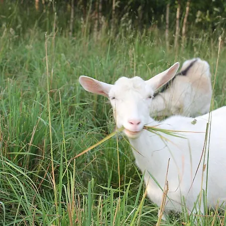 Çiftlik konaklama Sloneczna Zagroda - Sunny Ridge Farm *