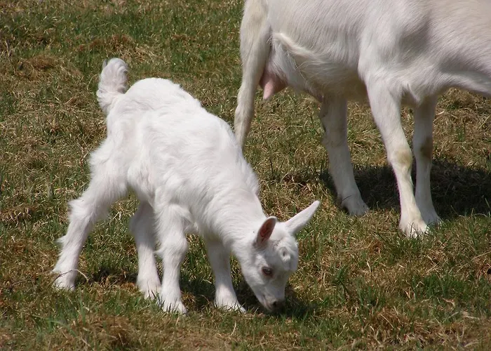 Sloneczna Zagroda - Sunny Ridge Farm Laczna (Walbrzych)