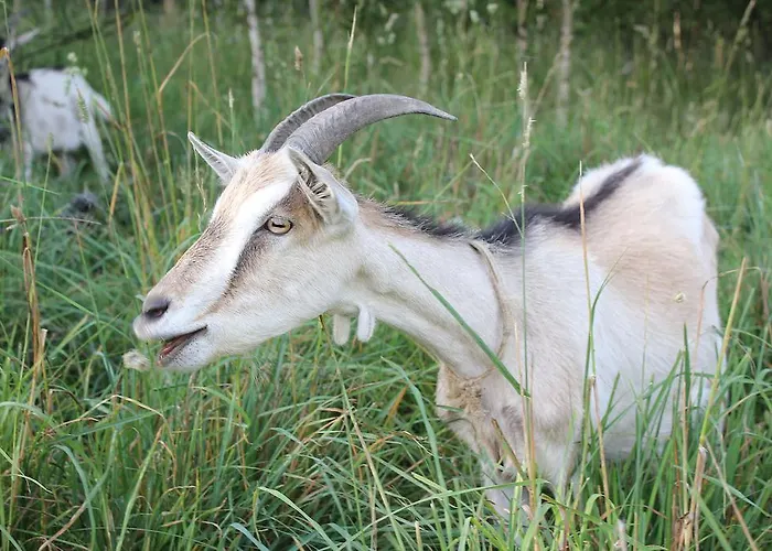 Lantgård Sloneczna Zagroda - Sunny Ridge Farm *