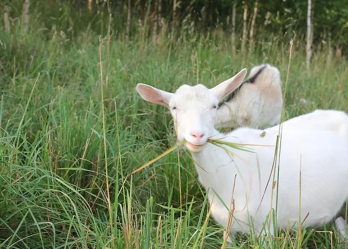 Bauernhof Sloneczna Zagroda - Sunny Ridge Farm *